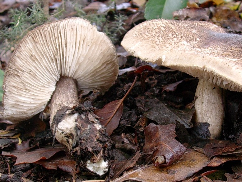 519 Dicembre vecchio ritrovamento